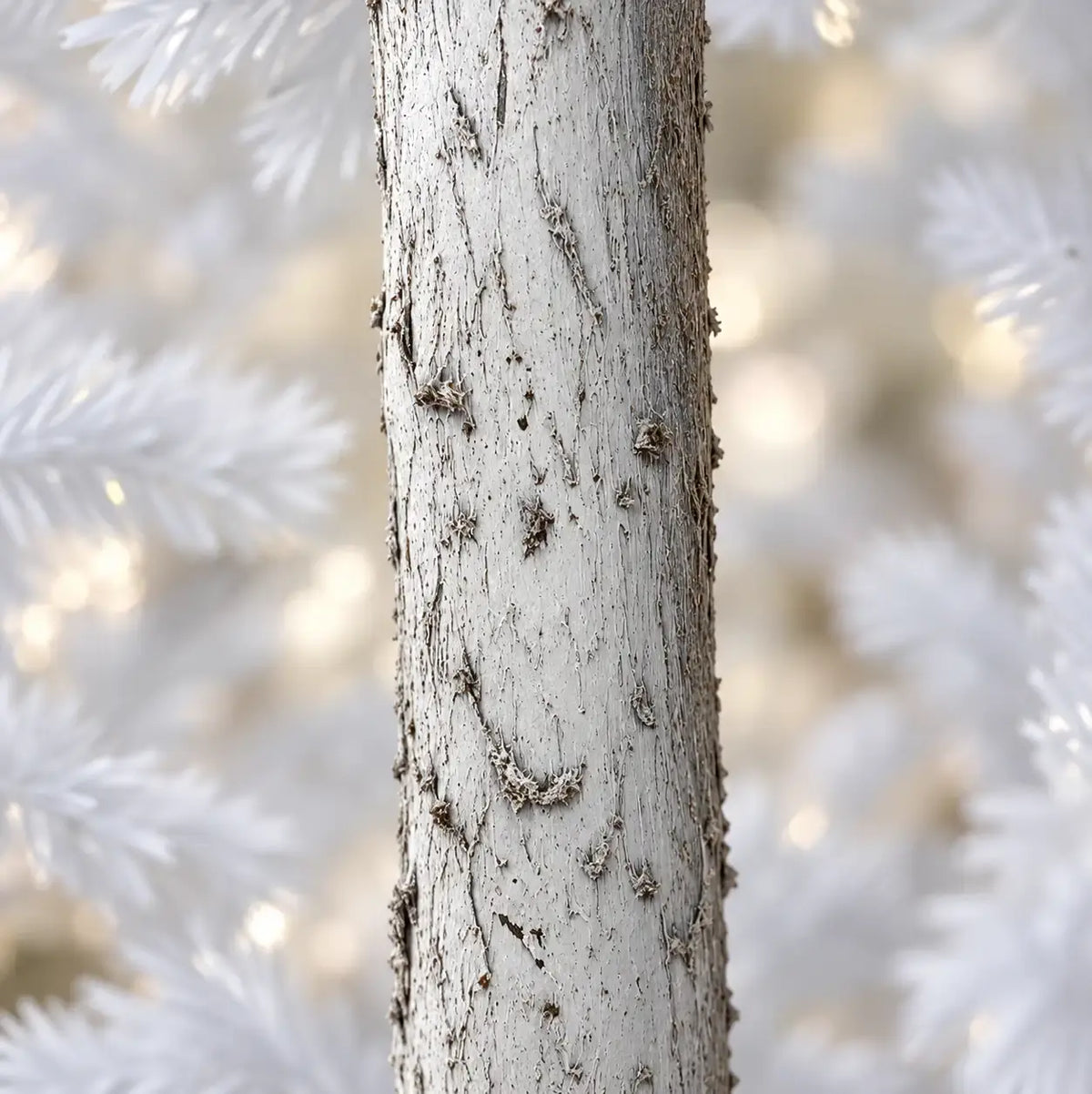 Nahaufnahme des weiß gefärbten Stamms der Nordfichte mit Schnee mit rindenartiger Struktur, umgeben von weißen Nadelzweigen.