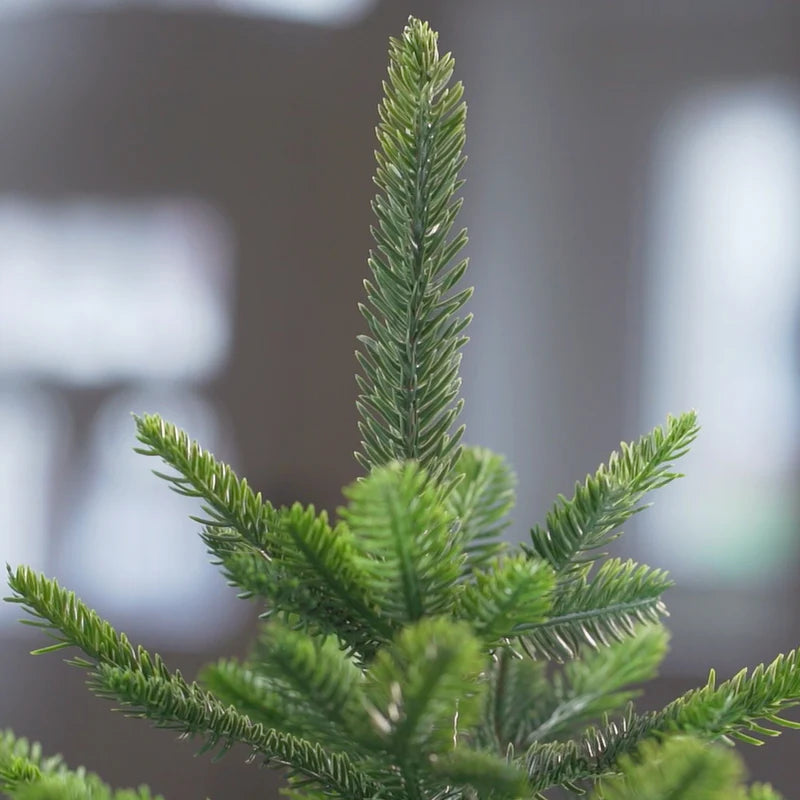 Spitze der Nordfichte von ArtiTree