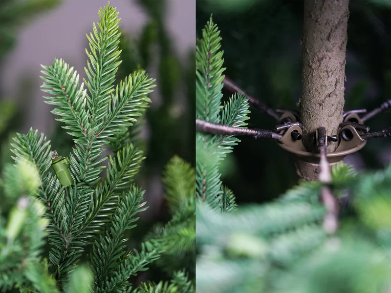 Zweig und Stammoptik der ArtiTree Nordfichte