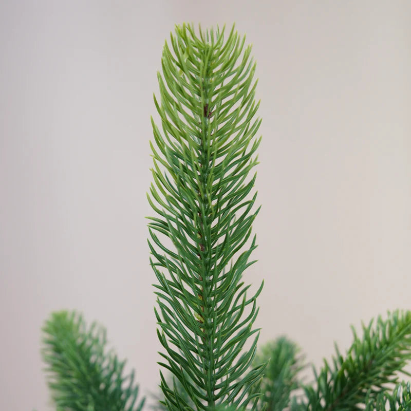 Spitze einer Nordmanntanne von ArtiTree