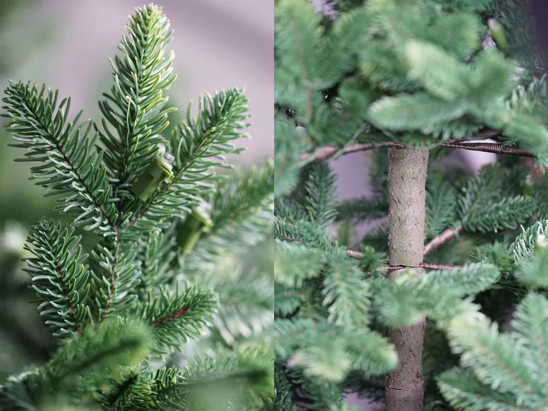 Zweig und Stammoptik der ArtiTree Nordmanntanne