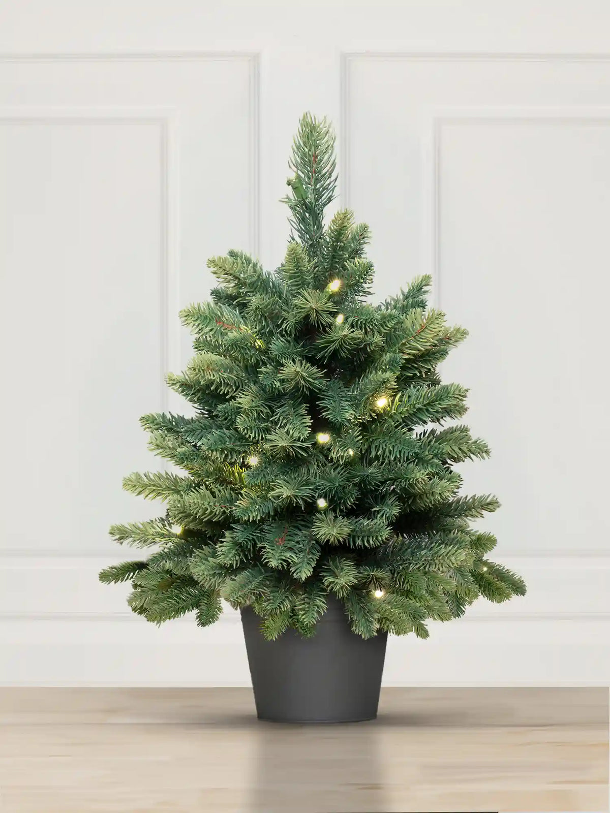 Sapin de Nordmann en pot