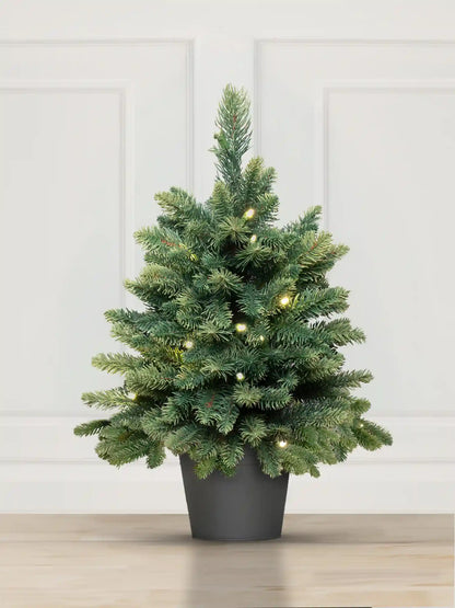 Sapin de Nordmann en pot