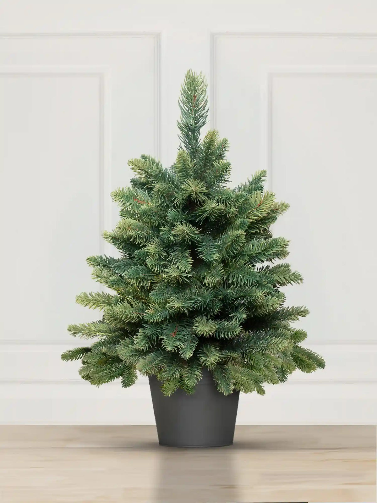 Sapin de Nordmann en pot