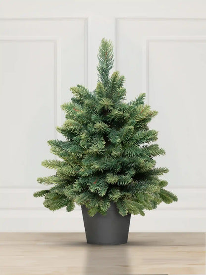 Sapin de Nordmann en pot
