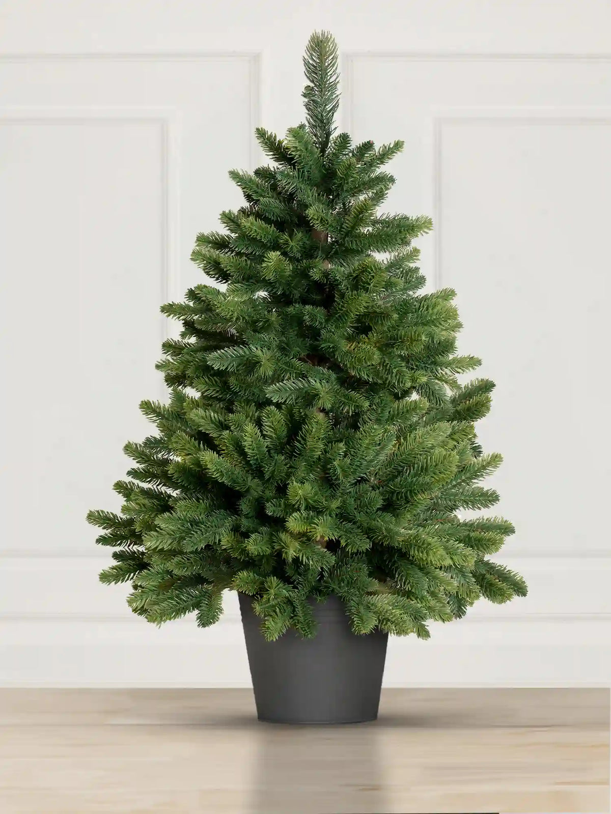 Sapin de Nordmann en pot