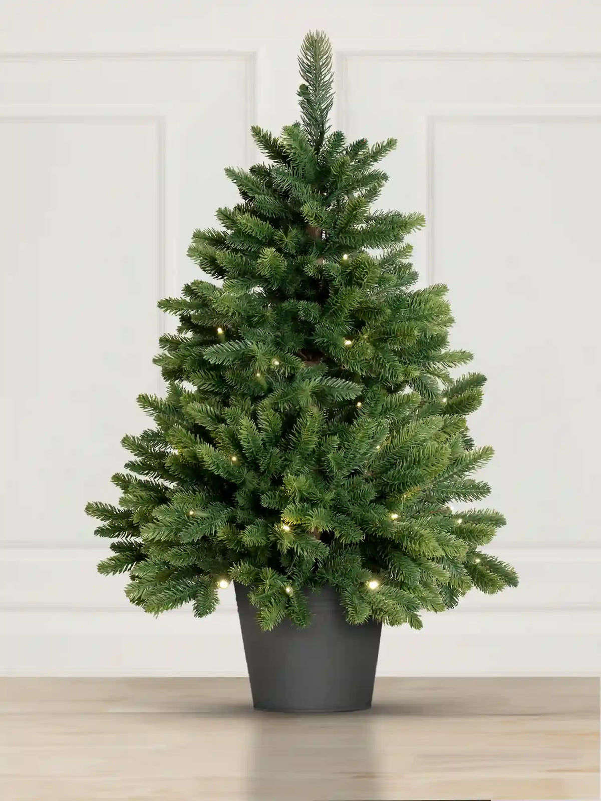 Sapin de Nordmann en pot