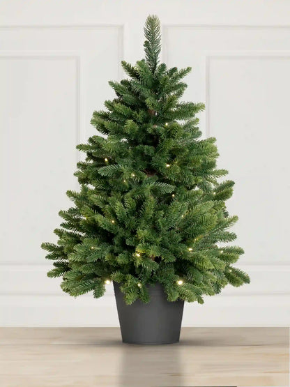 Sapin de Nordmann en pot