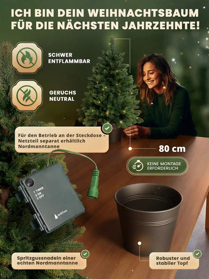 Sapin de Nordmann en pot