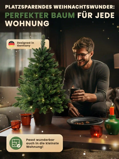 Sapin de Nordmann en pot