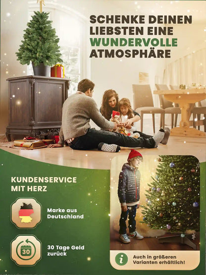 Sapin de Nordmann en pot