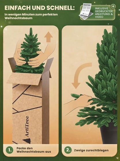 Sapin de Nordmann en pot