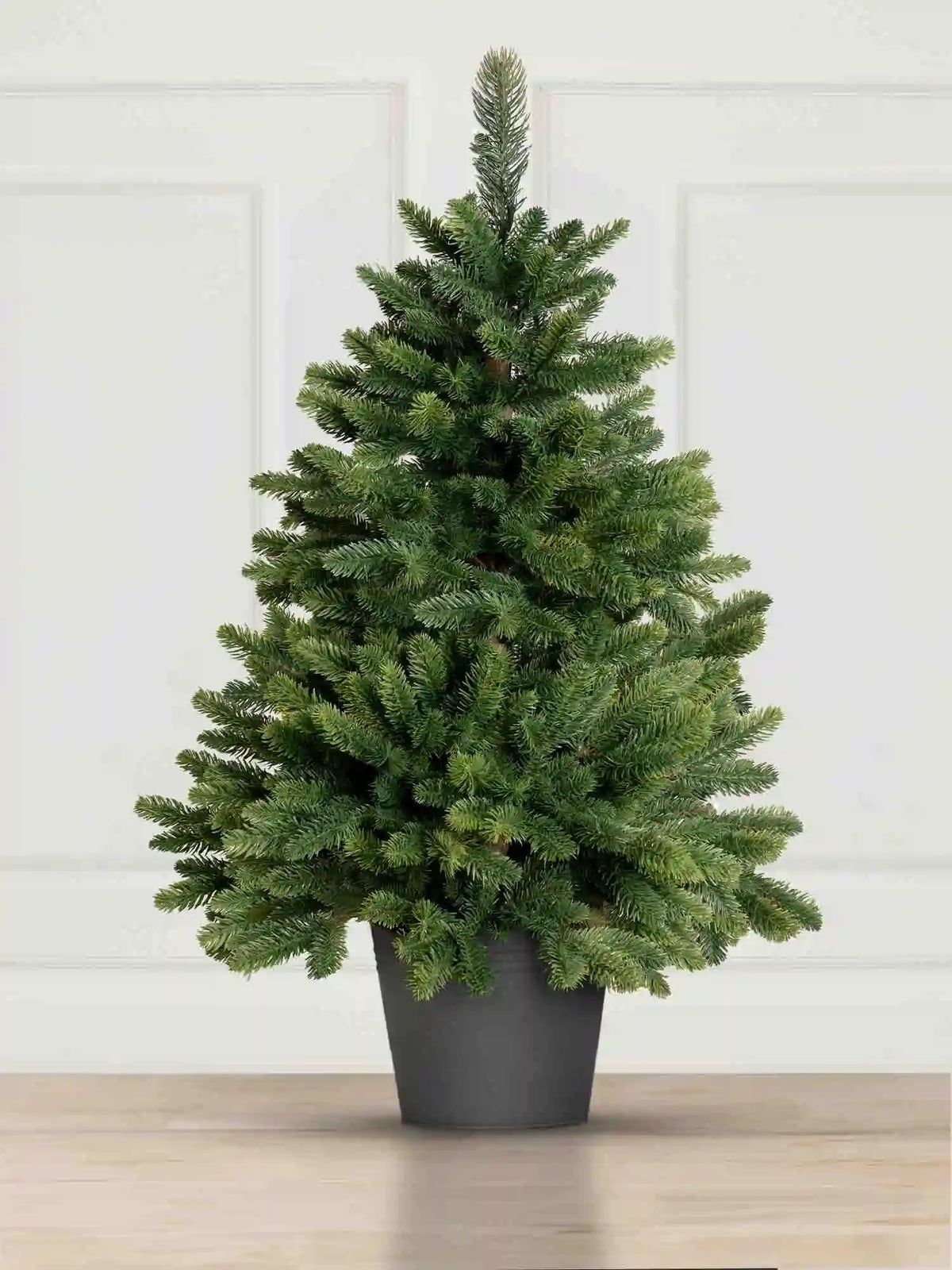 Sapin de Nordmann en pot