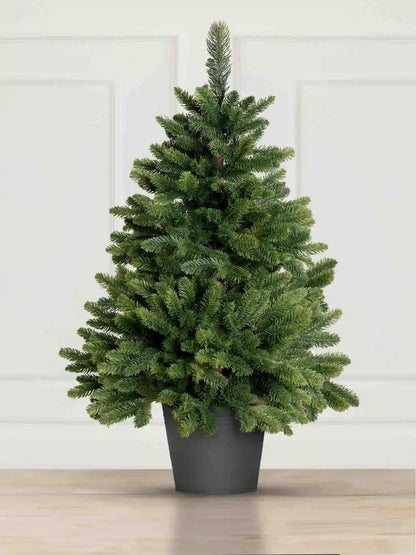 Sapin de Nordmann en pot