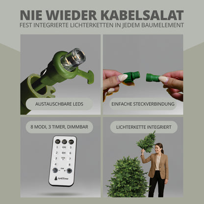 Abeto de Nordmann