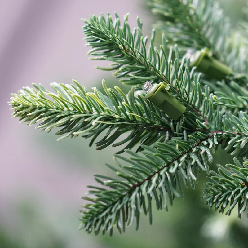 Detailaufnahme der Nadeln einer Nordmanntanne von ArtiTree