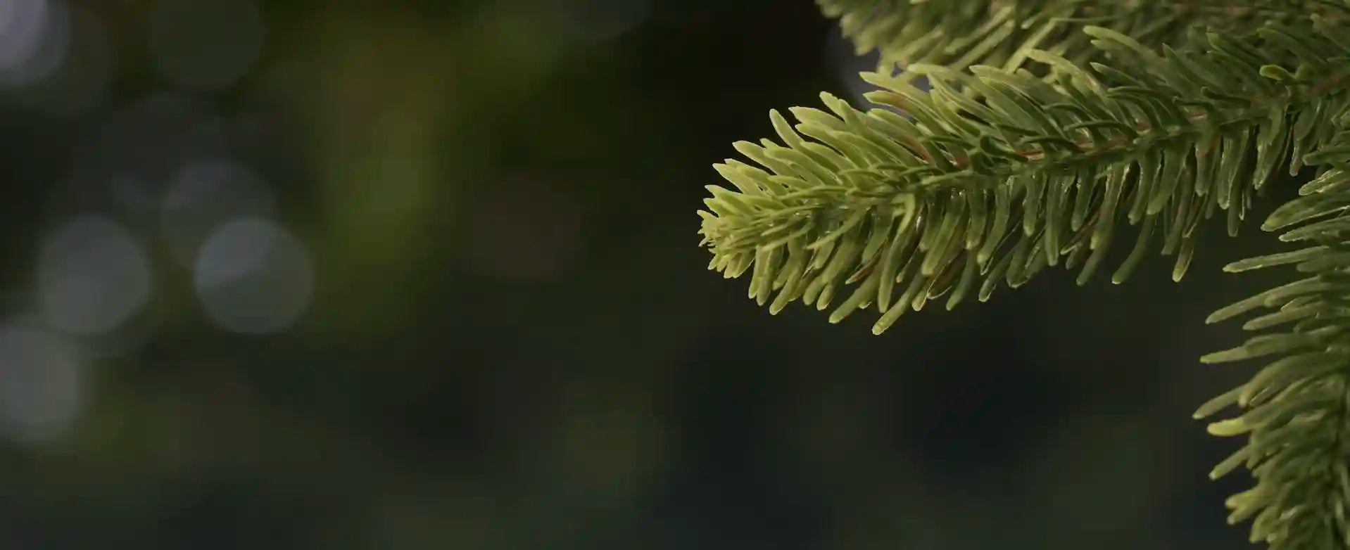 ArtiTree - Nahaufnahme Zweig