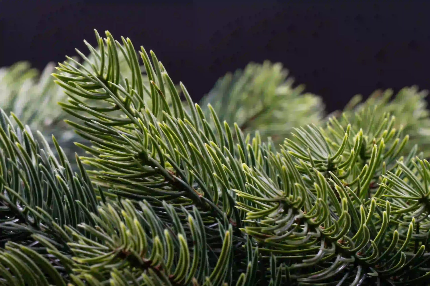 Künstliche Tannengirlande mit integrierten LEDs von ArtiTree
Detailaufnahme der Nadeln